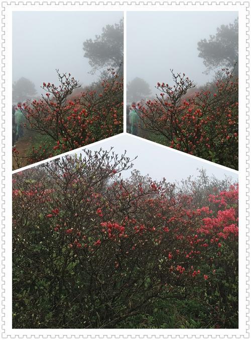 茅山杜鹃养护