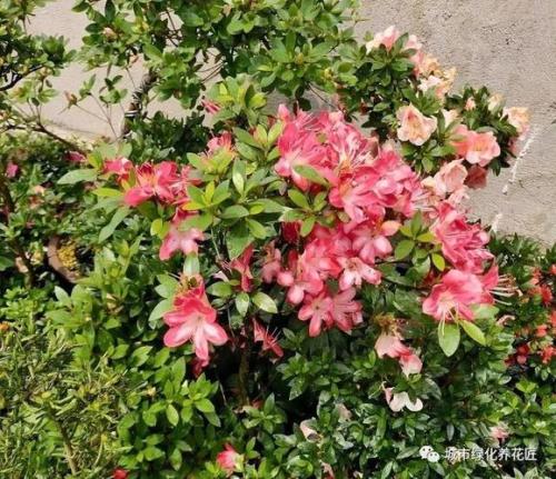 什么样的杜鹃花填重叠词