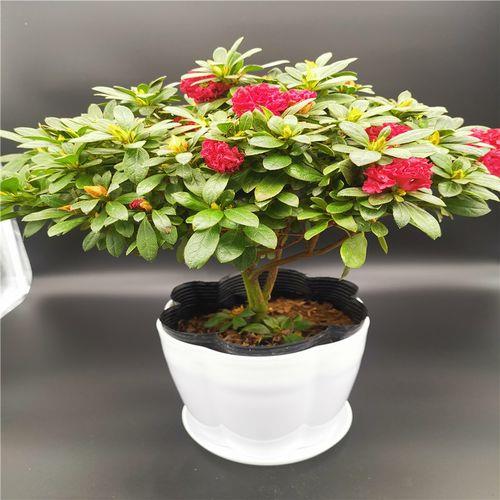 什么品种的杜鹃花最珍贵
