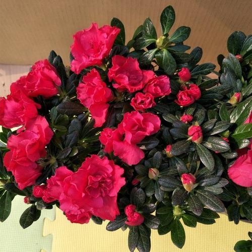 杜鹃花一般花期有多长
