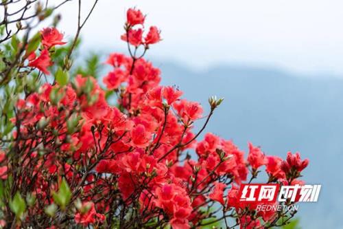 野生杜鹃花可以吃吗