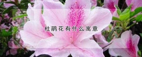 并蒂杜鹃花的寓意和象征