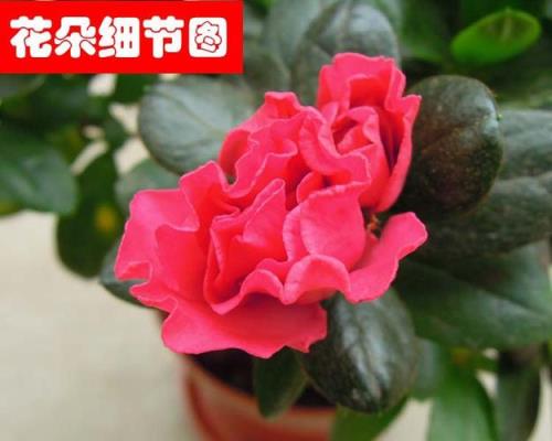 红双喜杜鹃花耐寒吗