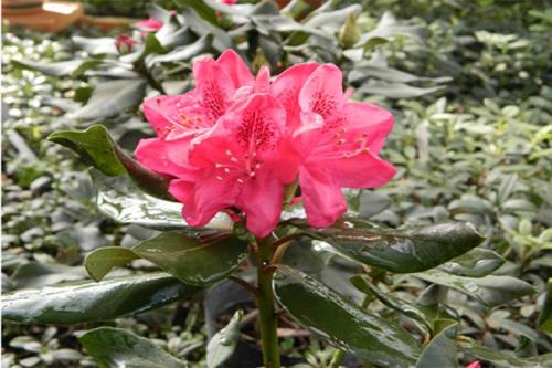 杜鹃花7月份生长情况