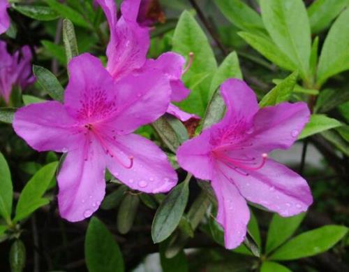 杜鹃花保湿方法