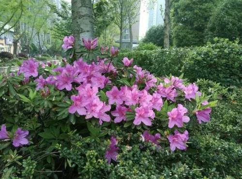 杜鹃花怕风吹吗