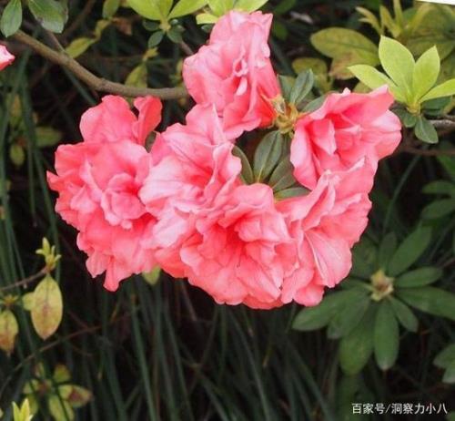 南方杜鹃花养殖方法
