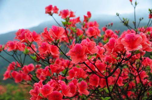 杜鹃花开得很小,是什么原因