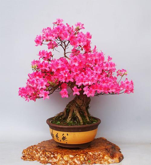 杜鹃花用什么盆栽成活率高