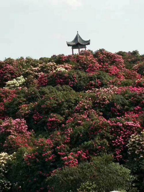 百里杜鹃最早叫什么