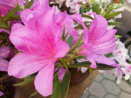 杜鹃花一年能开几次冬天放在室外能活吗