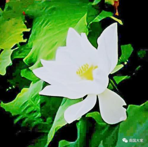 芷若花的花语