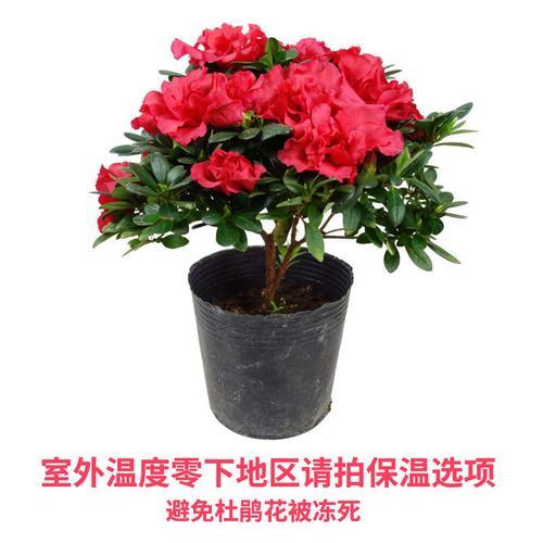 杜鹃花几年不开花怎么处理