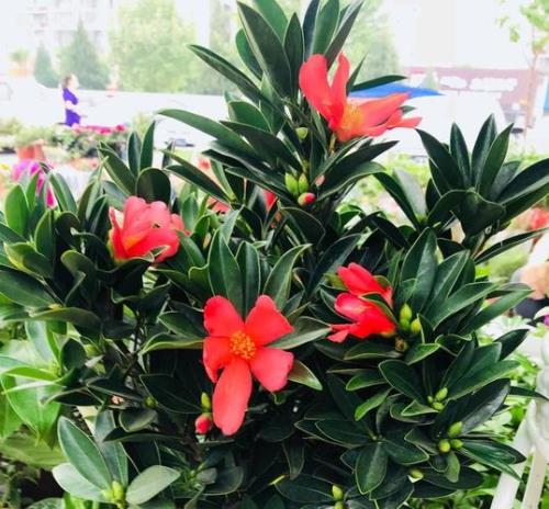 四季杜鹃茶花可以养在家门口吗