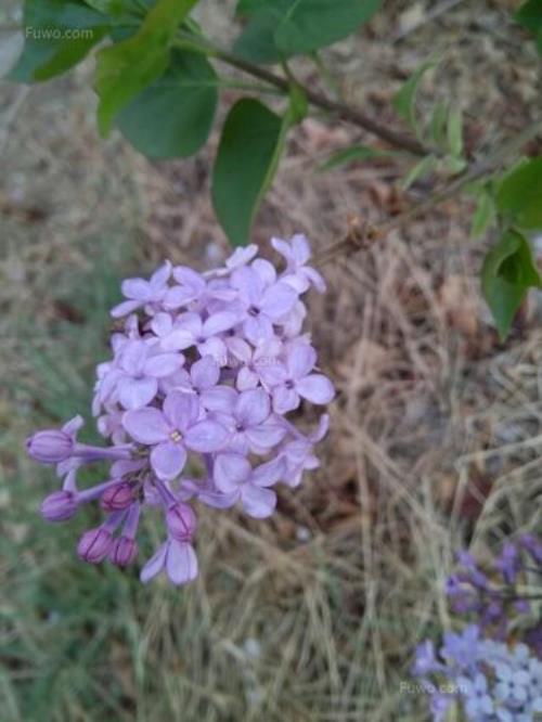 杜鹃花的香味像什么