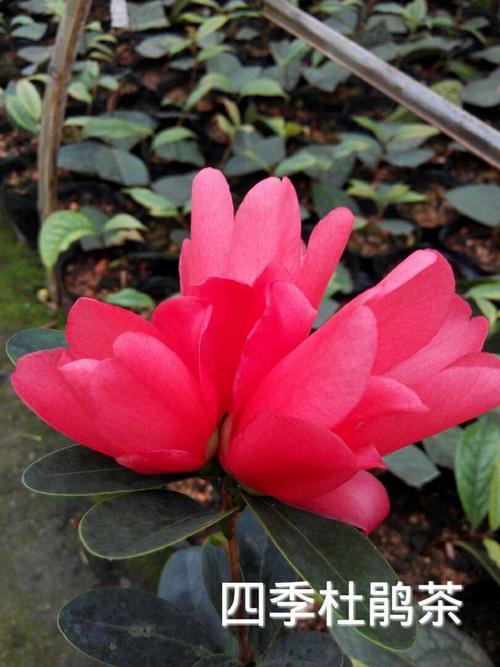 杜鹃红山茶花耐寒吗