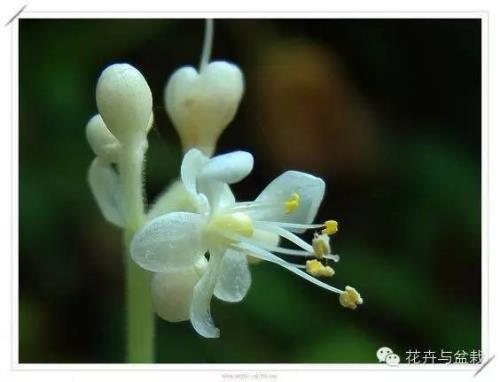 菱  芡   杜若哪种植物不是长在水里的植物