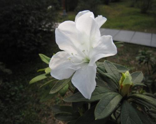 杜鹃花的花苞和花各是什么样子