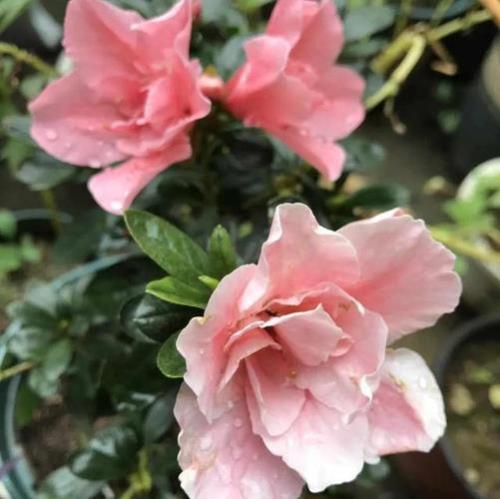 南方杜鹃花怎么过冬