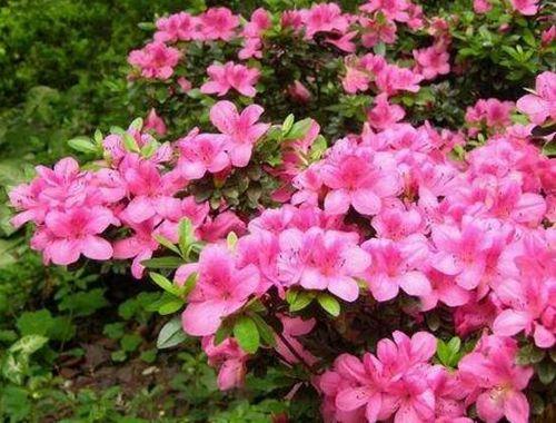杜鹃花的特性和名字和故事