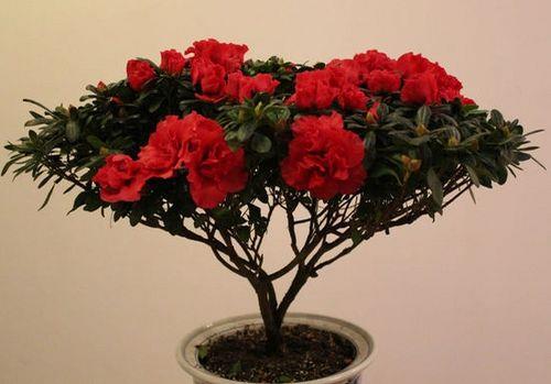 东洋杜鹃花养不活