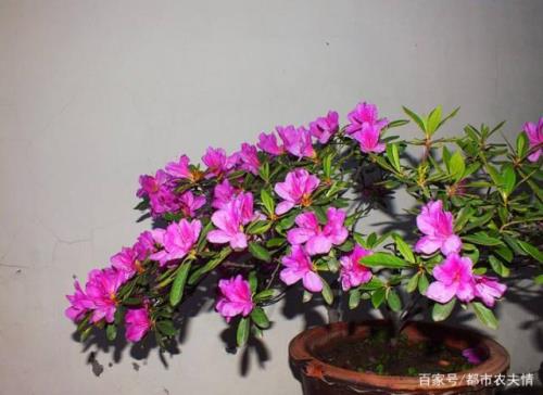 杜鹃花一年开几次花浇什么水