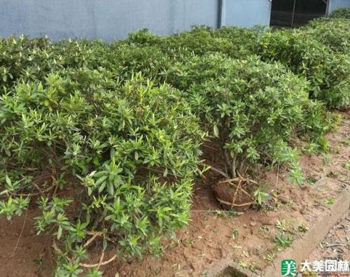 米叶杜鹃北方室内栽培方法