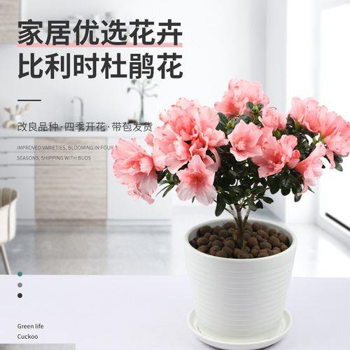 东洋杜鹃什么时候开花