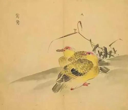 关雎为什么要写雎鸠