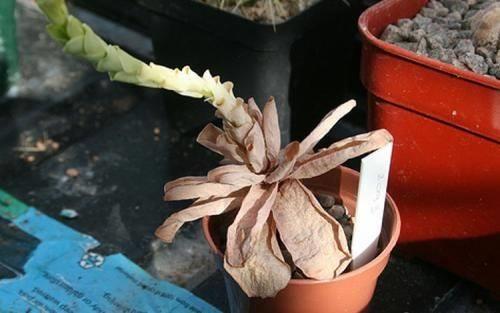 凌霄花顶芽总是枯萎