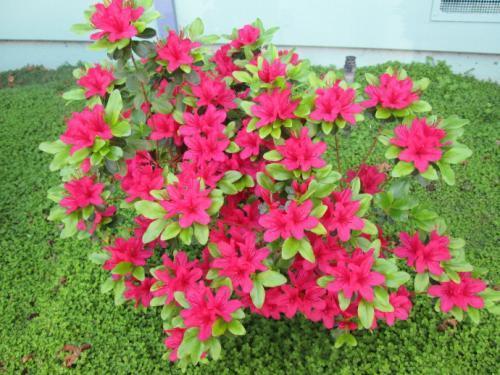杜鹃花能活到多久