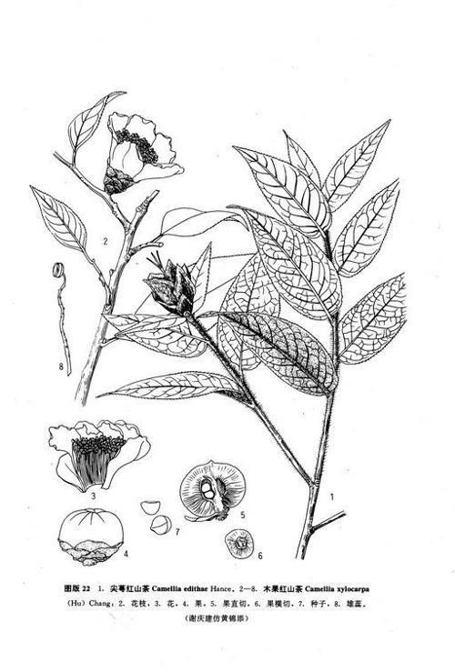 红山茶有毒吗
