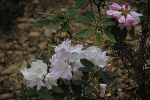 野杜鹃花有毒吗