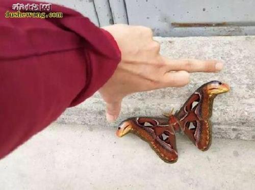 双头火灵蛇什么实力