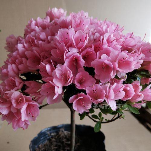 蜡皮杜鹃的寓意