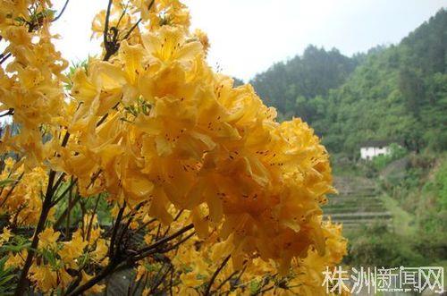 羊踯躅是杜鹃花吗