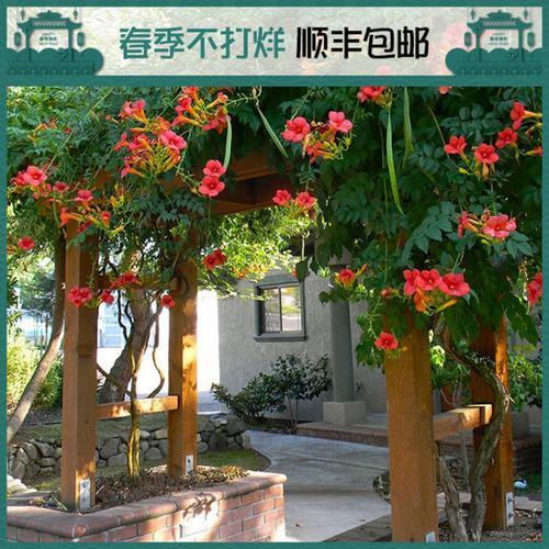 中华凌霄耐寒区