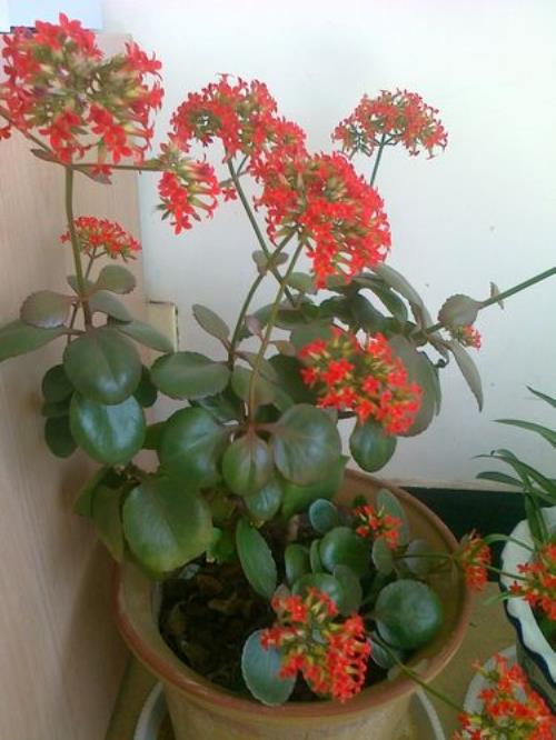 三季花是什么