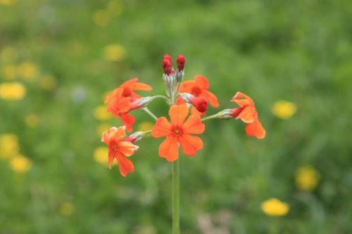三大高山名花