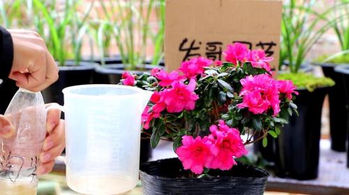 杜鹃花冬天多长时间浇次水