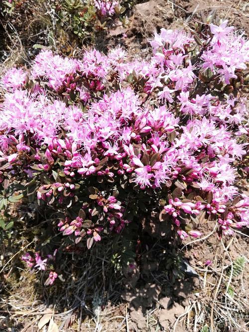 索玛花和杜鹃花区别