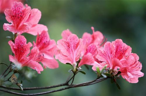 什么的杜鹃花填空一年级