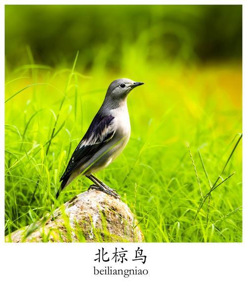 鸟的名字大全