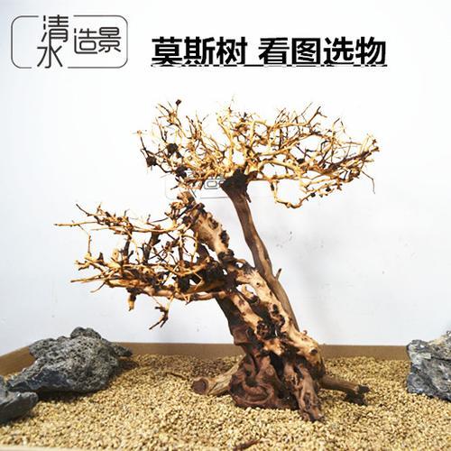 杜鹃树枝放鱼缸可以吗