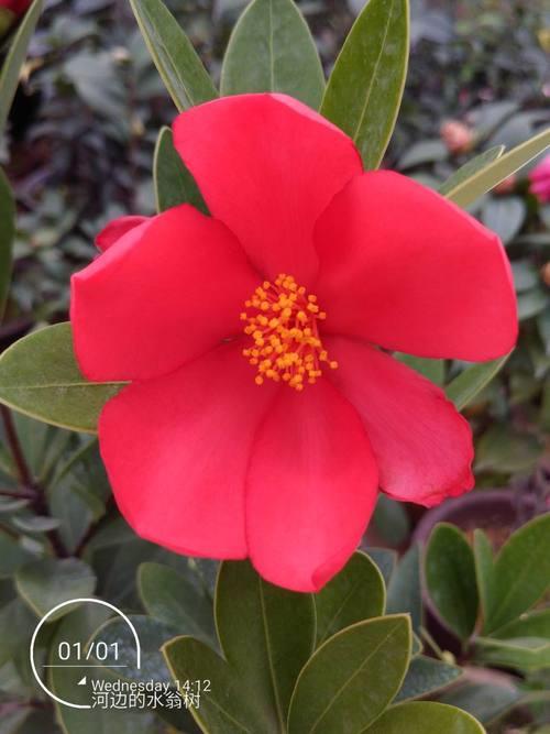 杜鹃红山茶花什么季节开花