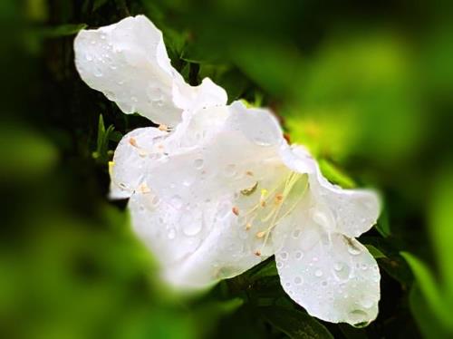 杜鹃花上有白色的小虫像棉花怎么办