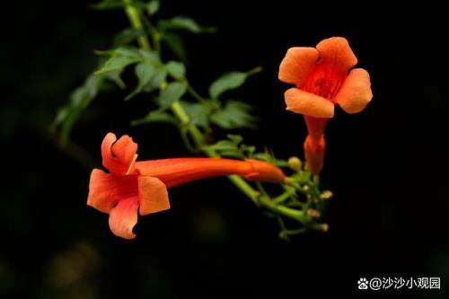 凌霄花的古代雅称