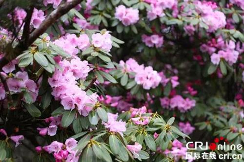 关于杜鹃花的题目