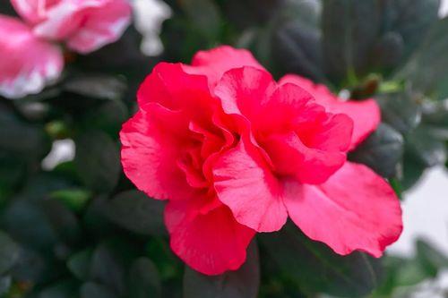 怎样描写杜鹃花的姿态