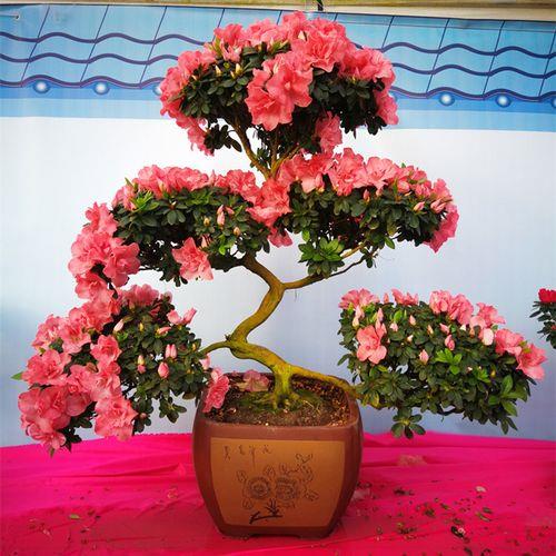 北方室内杜鹃花怎么养
